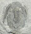 Inch Pterocephalia Norfordi, McKay Group, BC #1238-1